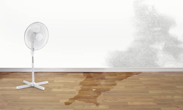 Best Water damage mitigation services  in St Pete Beach, FL